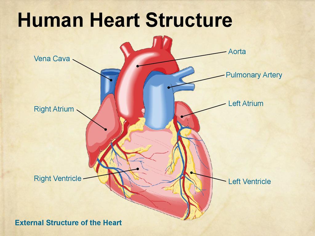 The Human Heart Structure - 3 editable Power Point slides | STEM